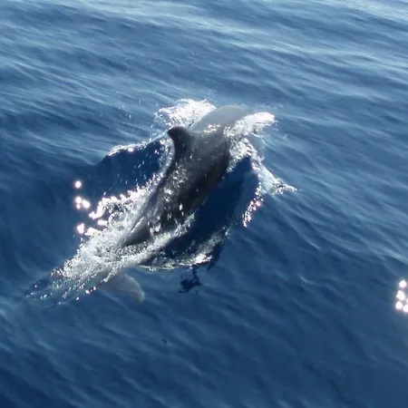 Dunja Apartamento Jadranovo