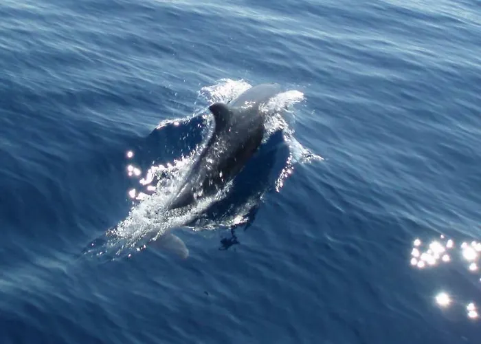 Dunja Apartman Jadranovo